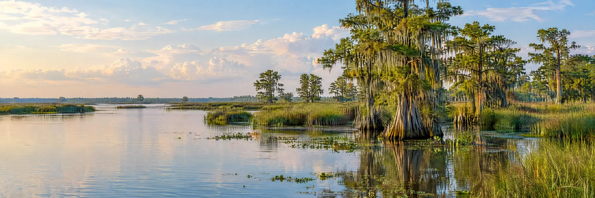 Illustration inspired by Slidell, LA: southeast Louisiana calm bayou with bald cypress trees, marsh grasses and a low humid horizon.