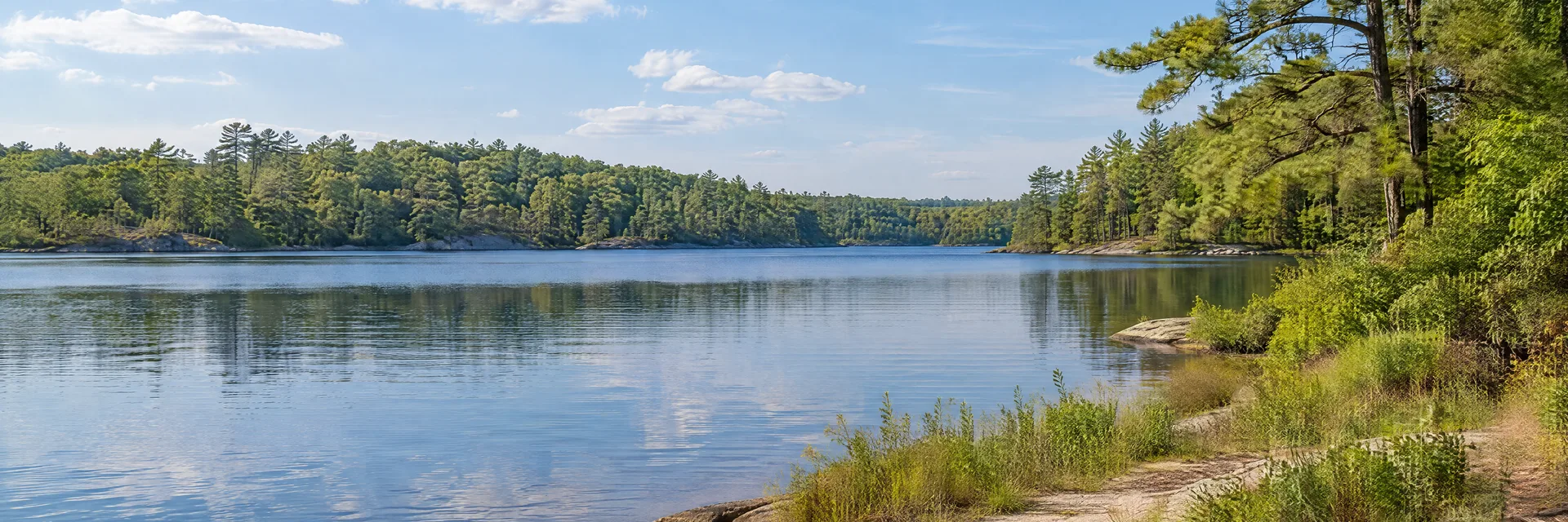 Illustration inspired by Carver, MA: southeastern Massachusetts countryside, quiet freshwater pond, pitch pine and oak woodland and a low sandy grassy shore.