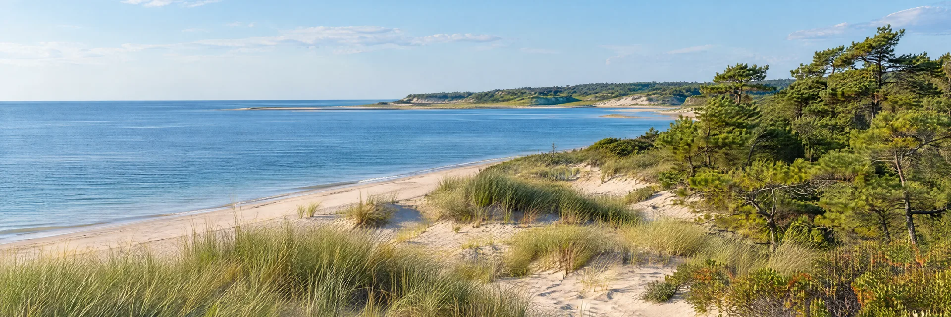 Illustration inspired by Wellfleet, MA: massachusetts Cape Cod coast, pale sandy dunes, beach grass, calm blue tidal water and low pitch pine woodland.