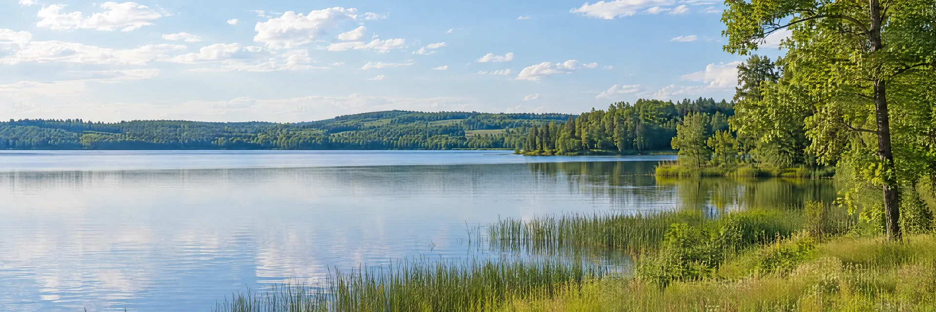 Illustration inspired by Ham Lake, MN: east-central Minnesota lake country, calm freshwater lake, reeds, leafy hardwood trees and gently rolling meadow.