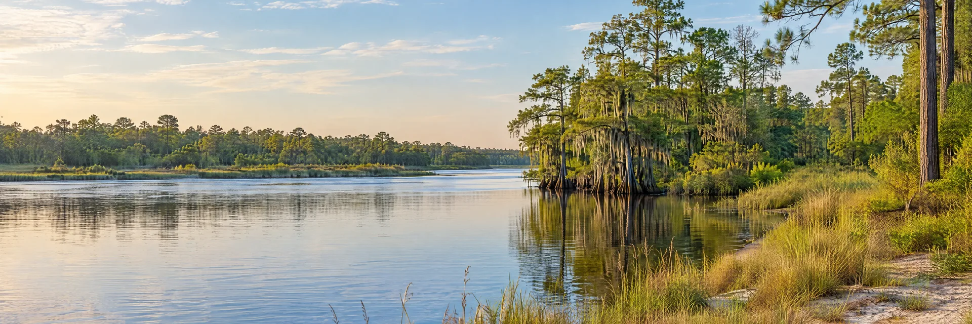 Illustration inspired by Fayetteville, NC: north Carolina coastal plain river, cypress and pine woodland and grassy sandy banks.