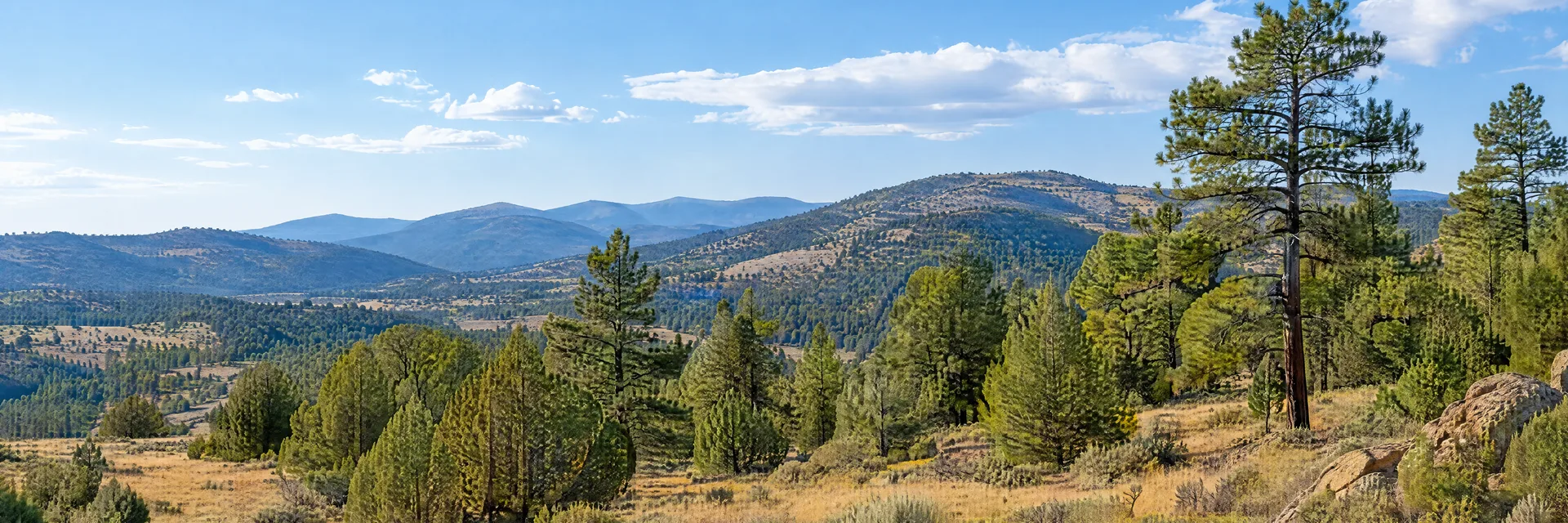 Illustration inspired by Ponderosa Pine, NM: central New Mexico upland pine and juniper woodland with dry meadow and rounded ridges.