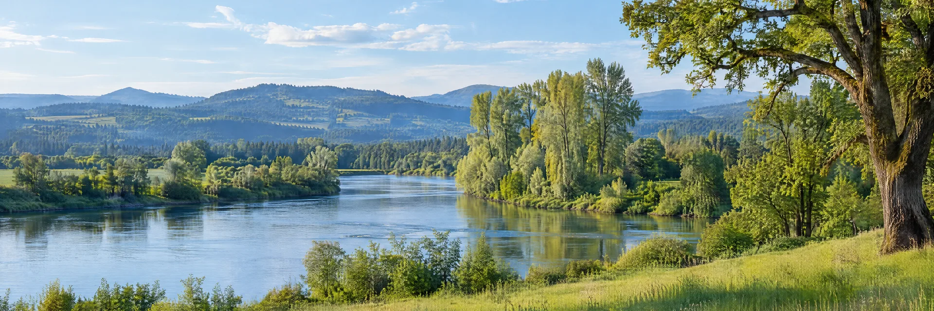 Illustration inspired by Wilsonville, OR: western Oregon Willamette Valley, broad gentle river, mature oak and cottonwood trees and rolling green meadow.