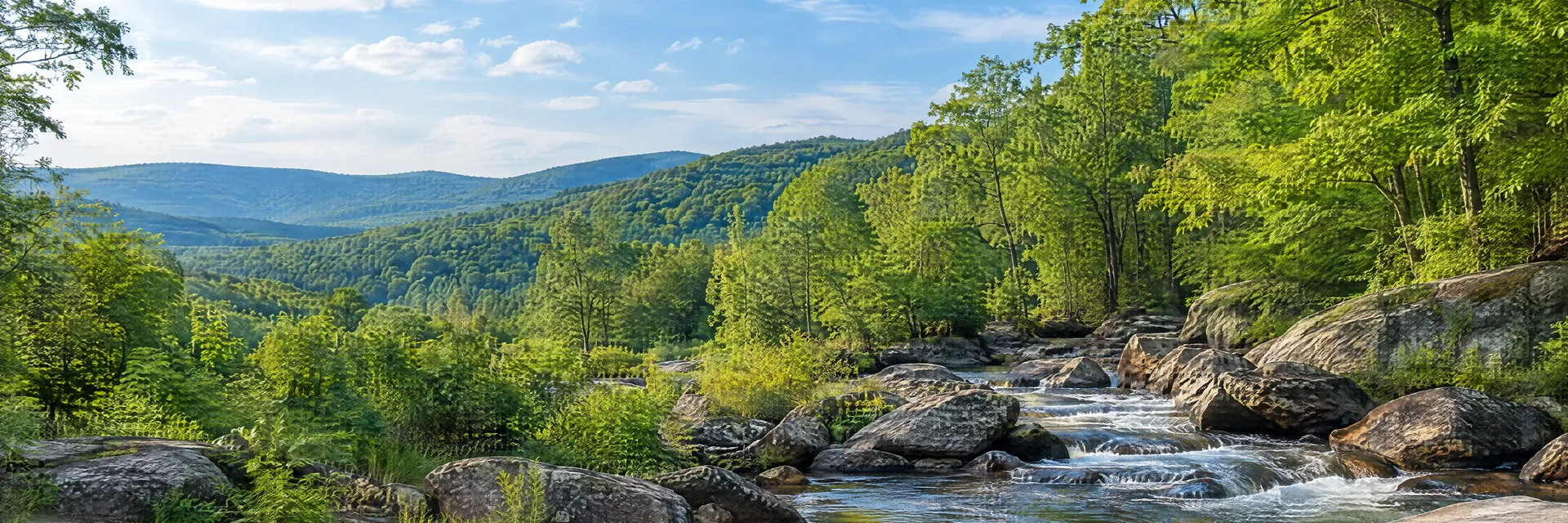 Illustration inspired by East Stroudsburg, PA: pocono woodland with deciduous hills, rocky stream and green summer canopy.