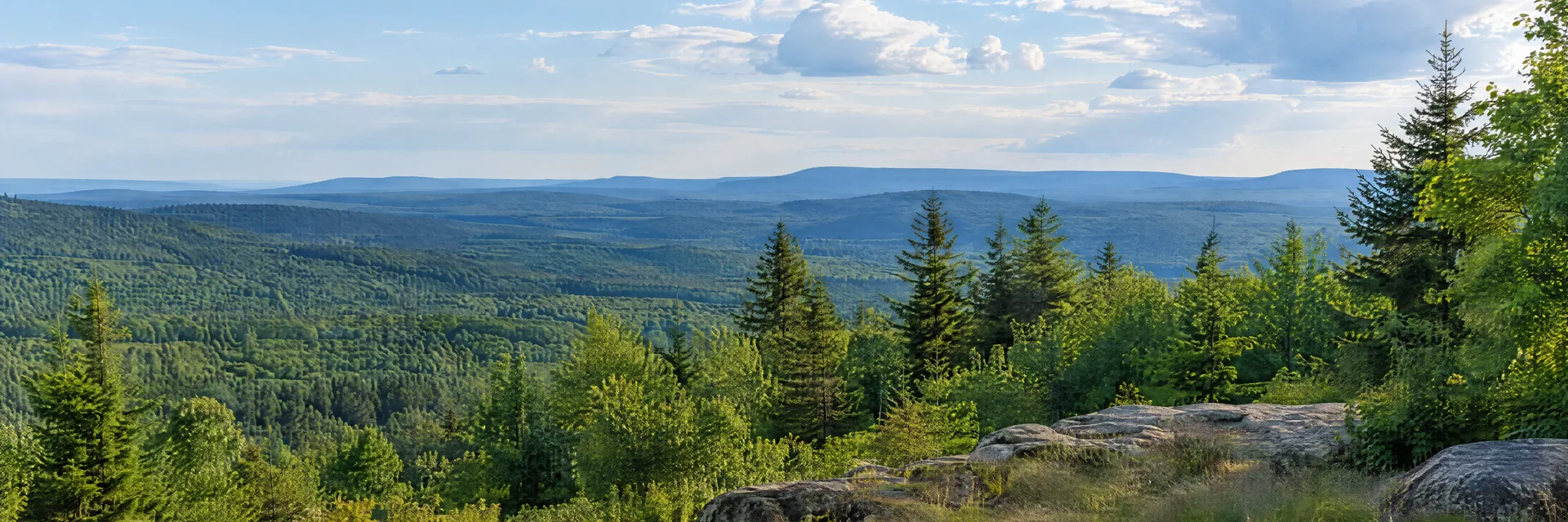 Illustration inspired by Mountain Top, PA: northeastern Pennsylvania wooded mountain plateau and peaceful forest clearing.
