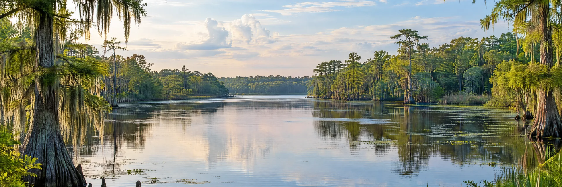 Illustration inspired by Conway, SC: south Carolina blackwater river with cypress trees and coastal plain forest.