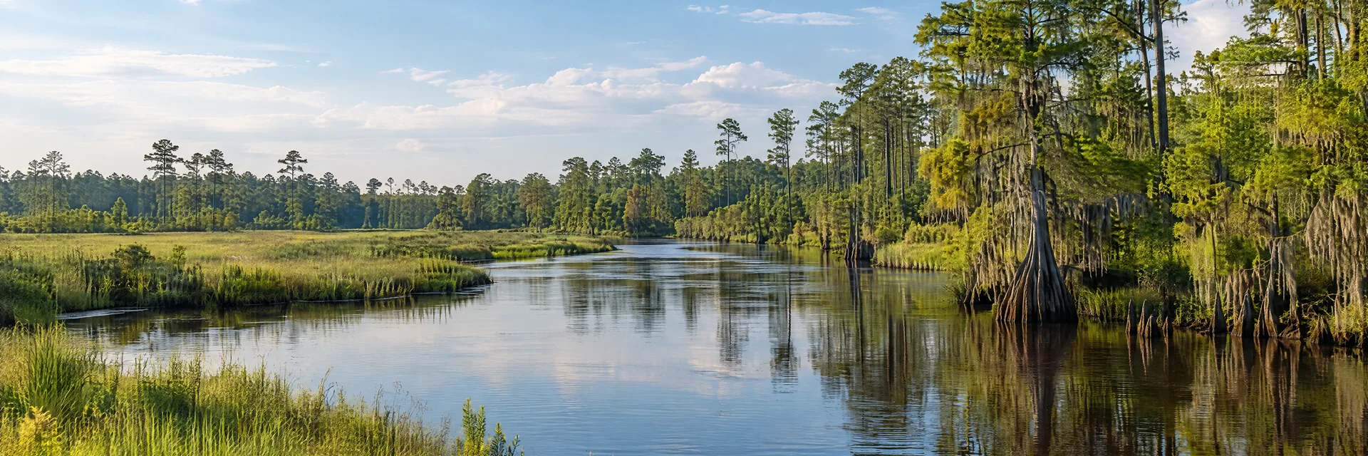 Illustration inspired by Longs, SC: northeastern South Carolina coastal plain, slow blackwater river, cypress trees, pine woodland and flat grassy riverbanks.