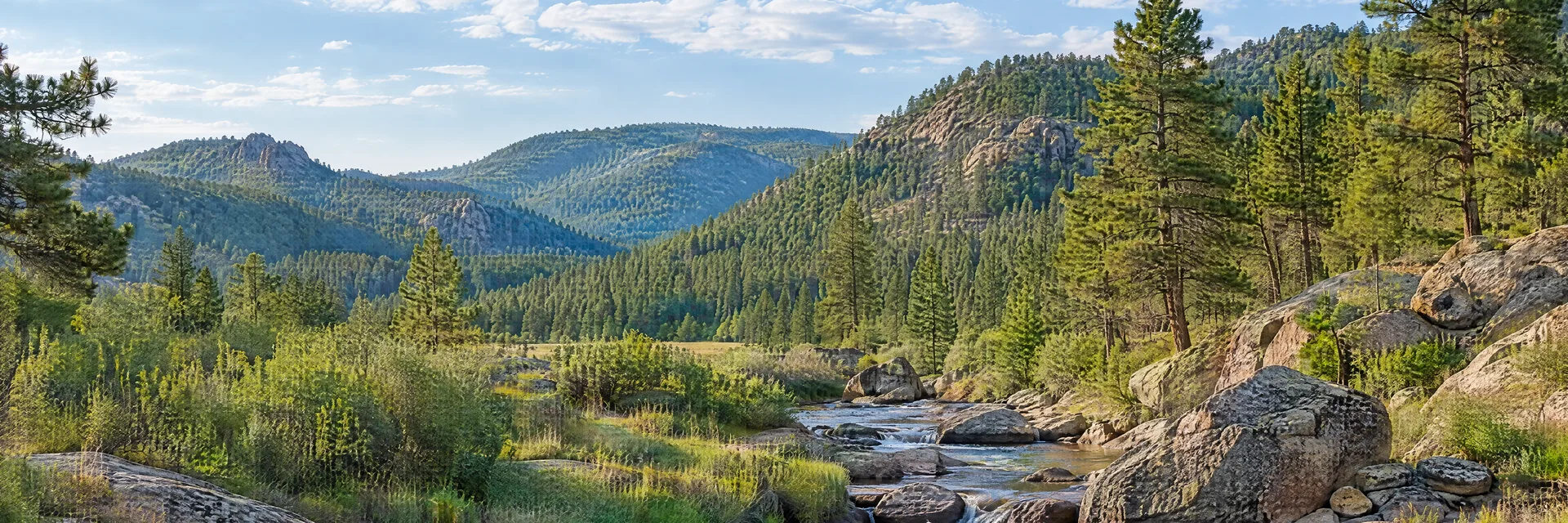 Illustration inspired by Deadwood, SD: south Dakota Black Hills pine woodland, rocky creek and rounded forested hills.