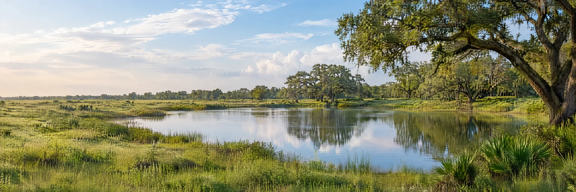 Illustration inspired by Alvin, TX: texas Gulf coastal prairie with sprawling live oaks, green grass and a quiet freshwater pond.