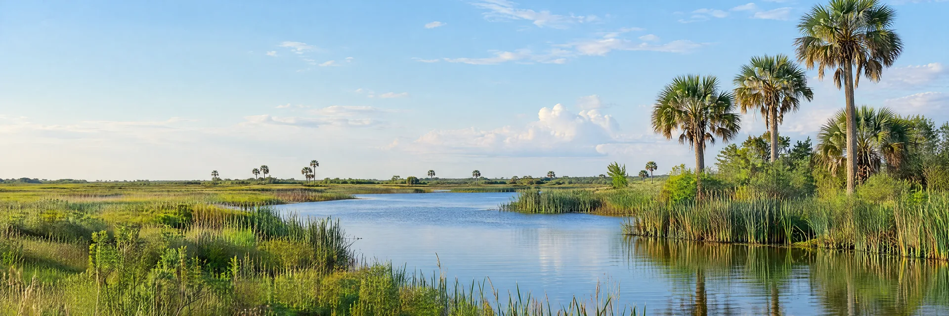 Illustration inspired by Brownsville, TX: lower Rio Grande Valley coastal plain, native sabal palms, flat grassy wetland and quiet freshwater resaca edged with reeds.