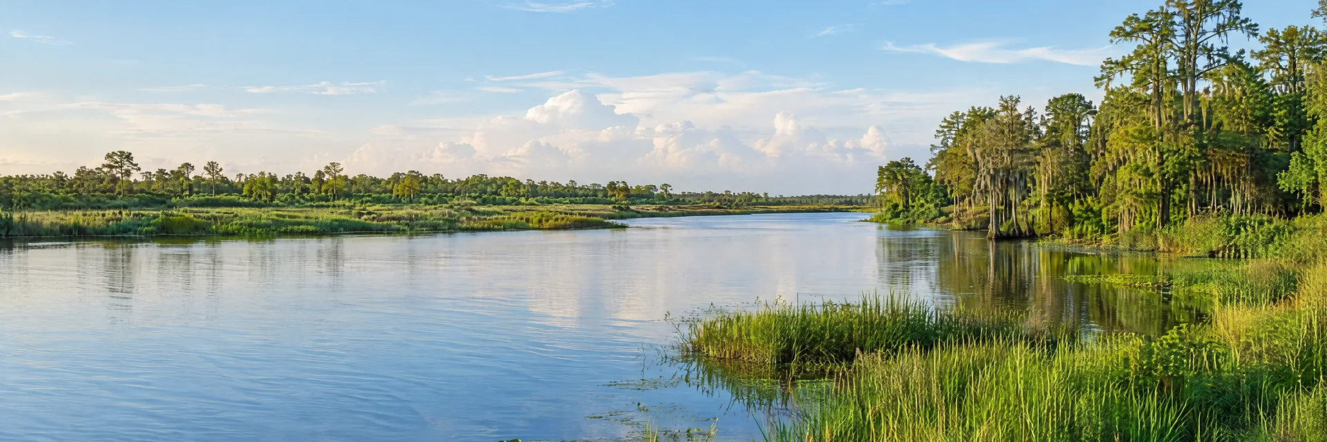 Illustration inspired by Channelview, TX: upper Texas Gulf Coast wooded freshwater bayou banks, lush grasses and a low flat horizon.