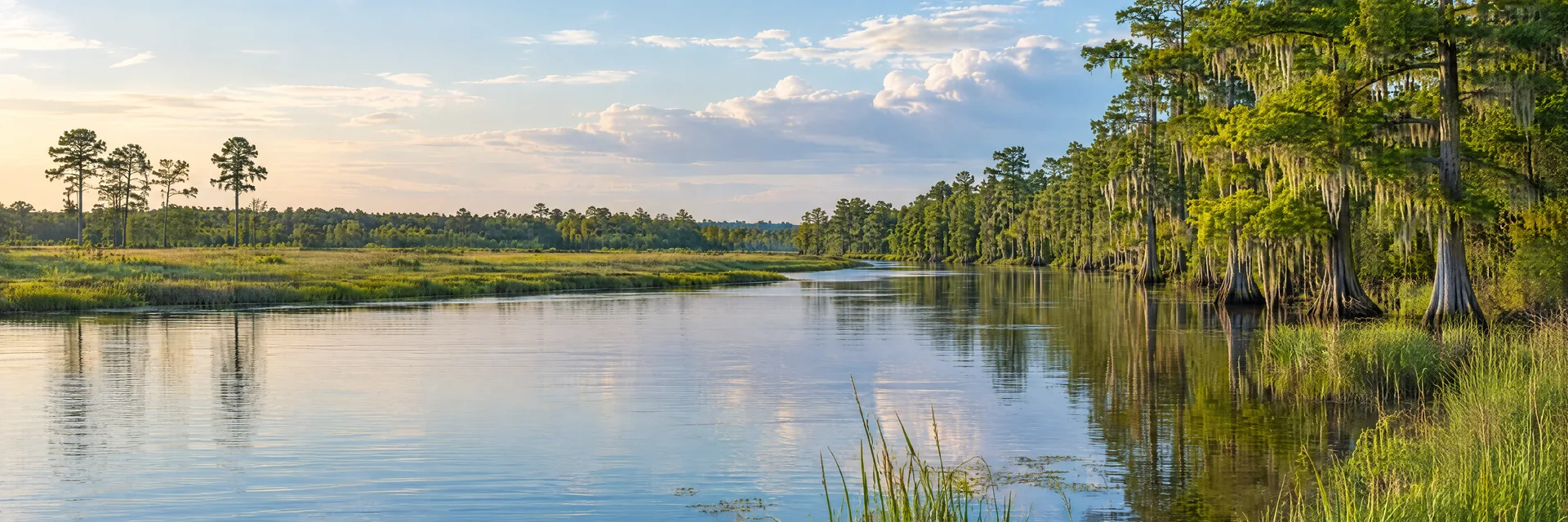 Illustration inspired by Orange, TX: southeastern Texas Gulf coastal plain, quiet slow river, cypress-lined wetland, pine woodland and flat grassy banks.