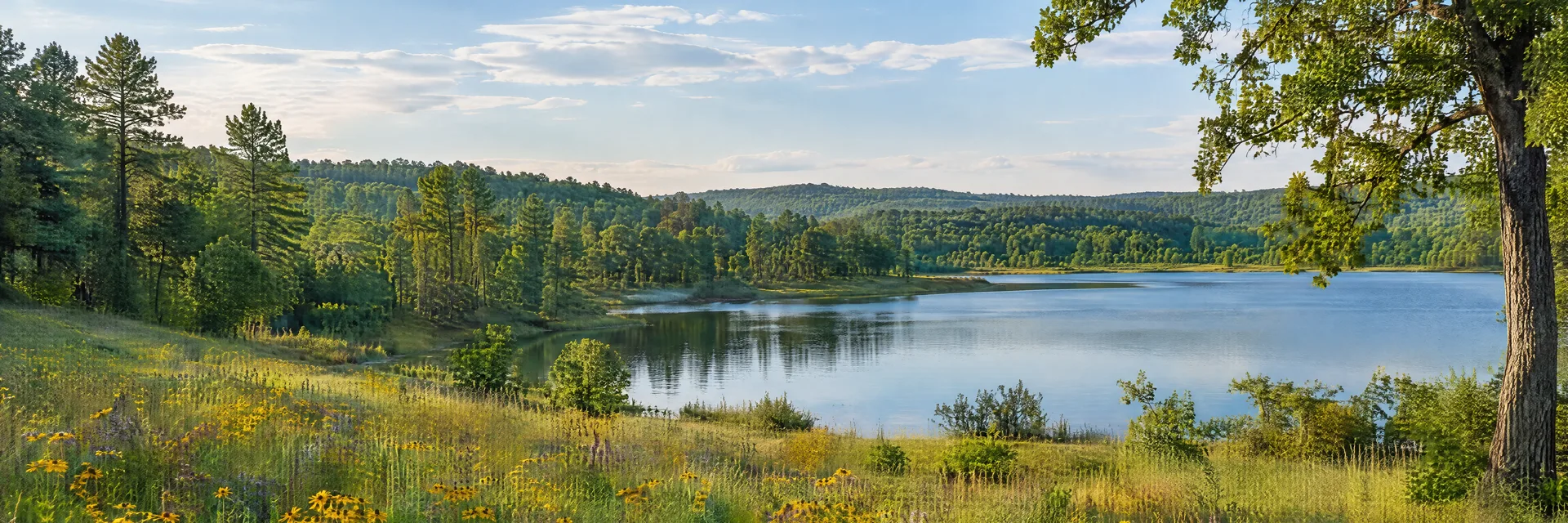 Illustration inspired by Palestine, TX: east Texas rolling countryside, mature pines and oaks, wildflower meadow and a small calm freshwater lake.