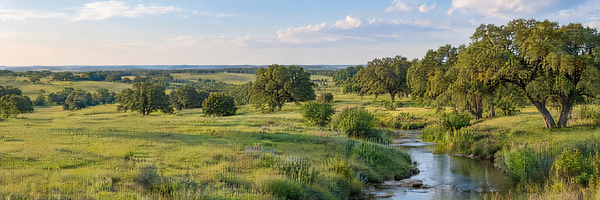 Illustration inspired by Taylor, TX: central Texas Blackland Prairie, broad rolling green meadow, scattered pecan and live oak groves and a quiet creek.