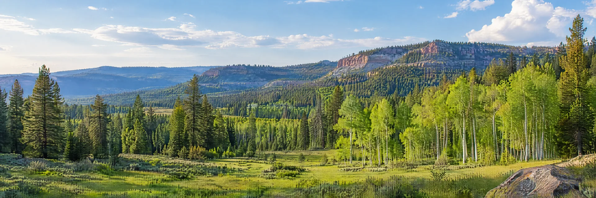 Illustration inspired by Duck Creek, UT: southern Utah high-elevation pine forest, aspen groves and open green meadow.