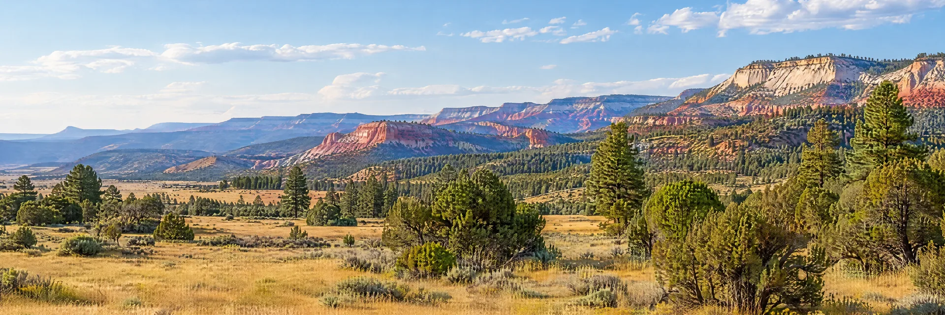Illustration inspired by Panguitch, UT: southern Utah high plateau, open golden meadow, scattered juniper and pine and distant red and cream rocky ridges.