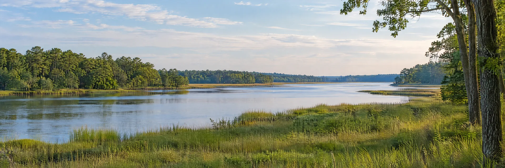 Illustration inspired by Williamsburg, VA: virginia coastal plain hardwood woods, grassy meadow and a quiet tidal river.