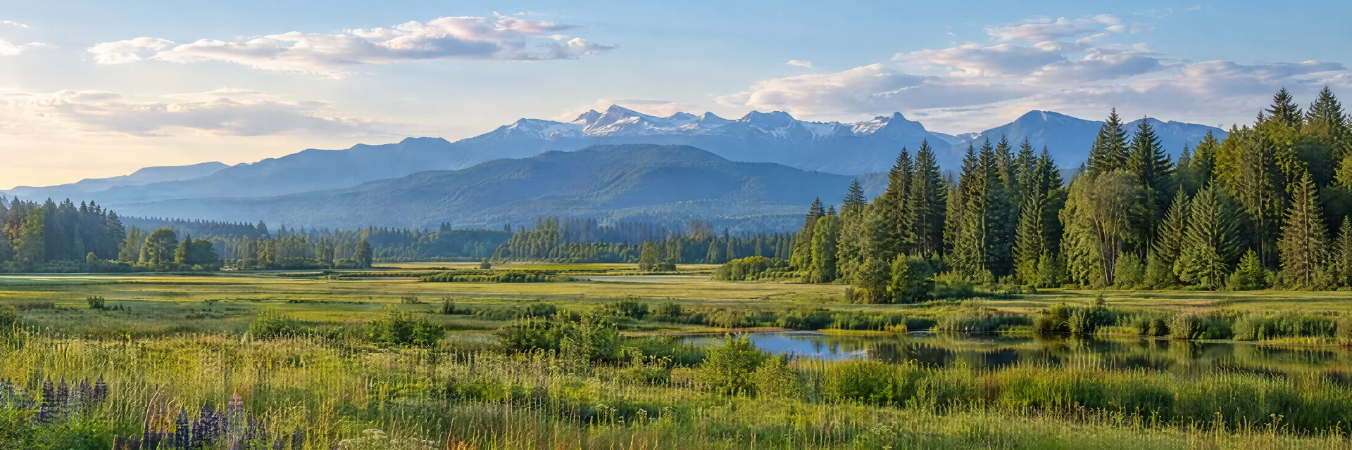 Illustration inspired by Mount Vernon, WA: skagit Valley green meadow, evergreen woodland and distant Cascade foothills.