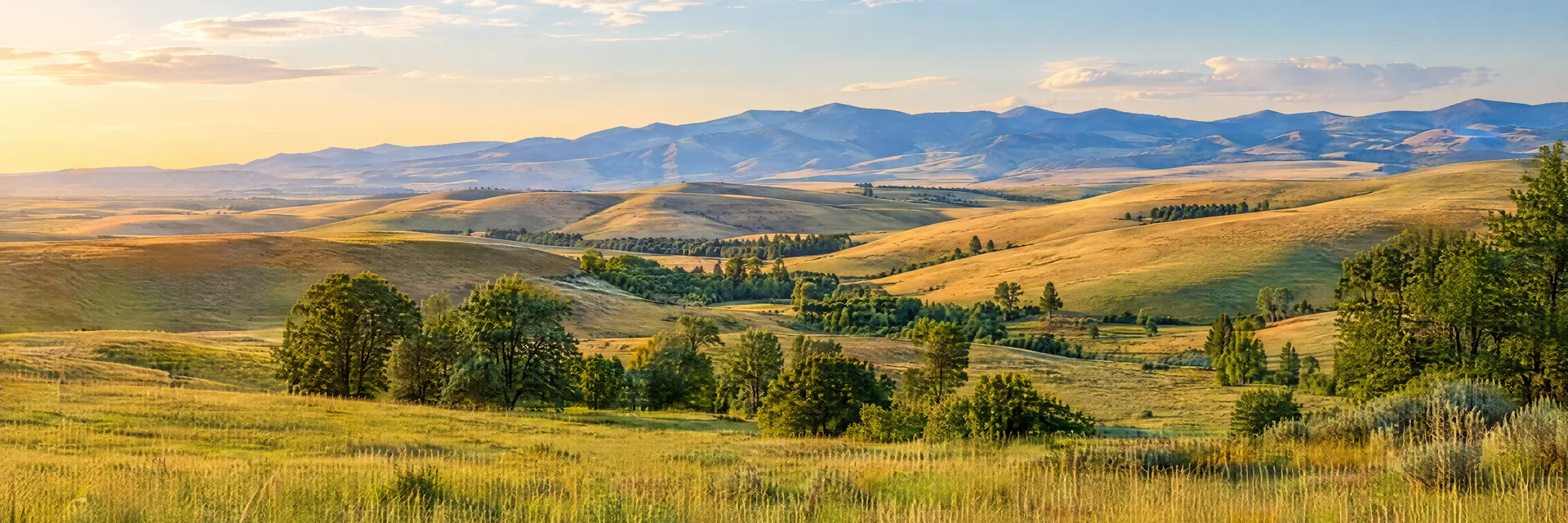 Illustration inspired by Walla Walla, WA: southeastern Washington rolling golden hills, green meadow, scattered trees and distant Blue Mountain foothills.