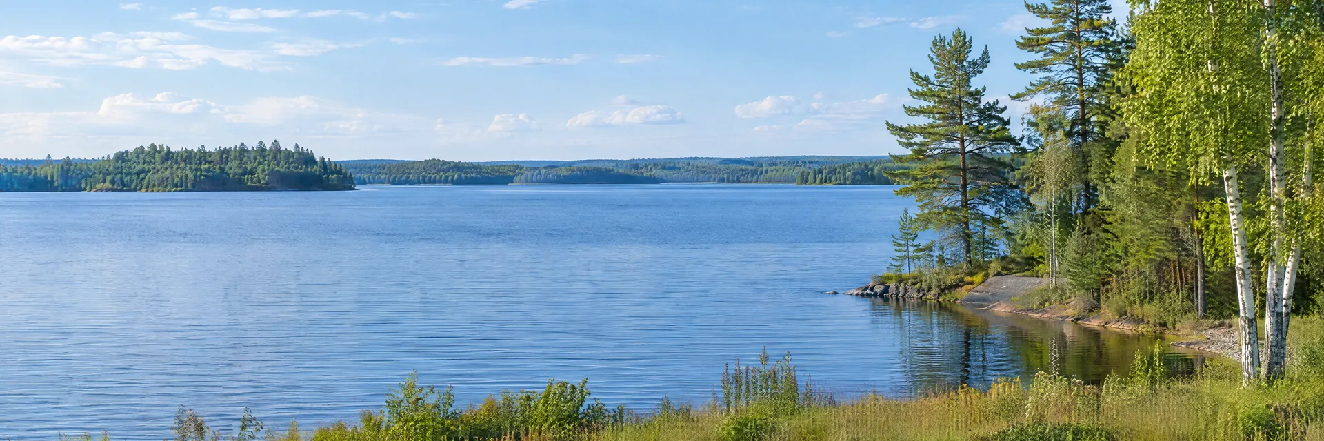 Illustration inspired by Shell Lake, WI: northwestern Wisconsin lake country, calm blue freshwater lake, pine and birch shoreline and low grassy meadow.