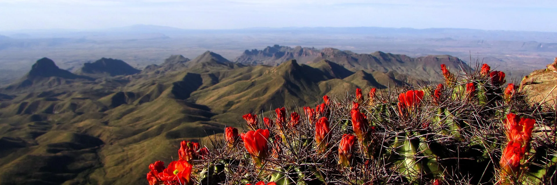Desert mountains and blooming red cactus flowers in Big Bend National Park.