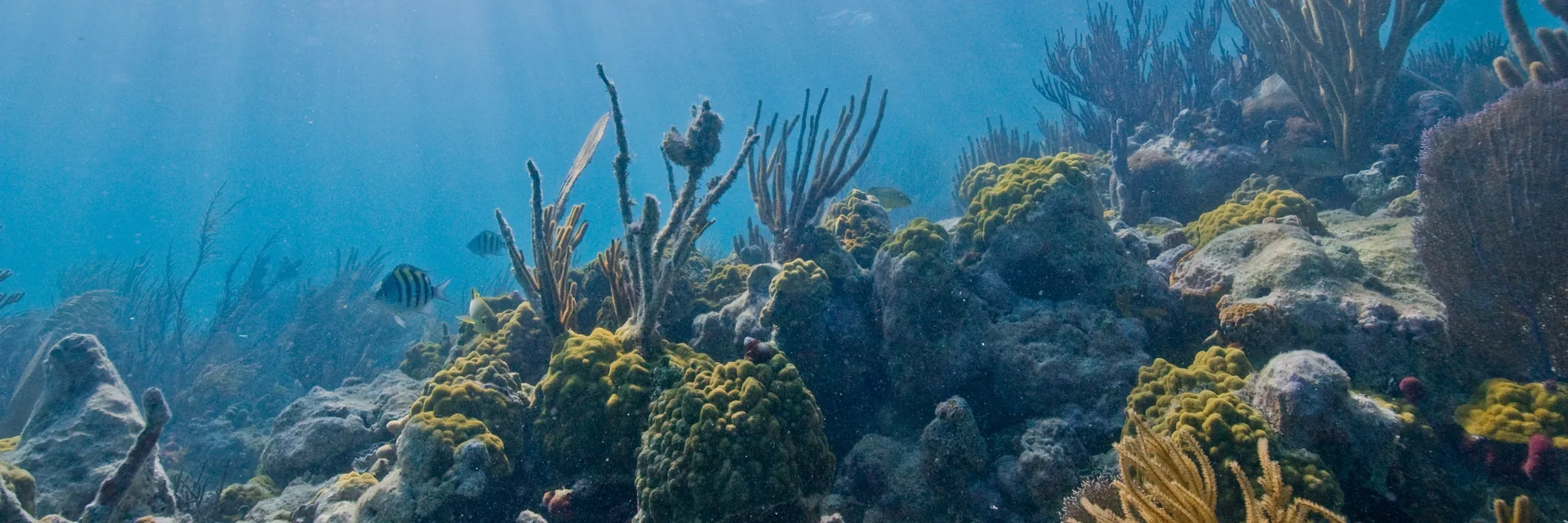 Sunlight filtering through blue water onto a coral reef in Biscayne National Park.
