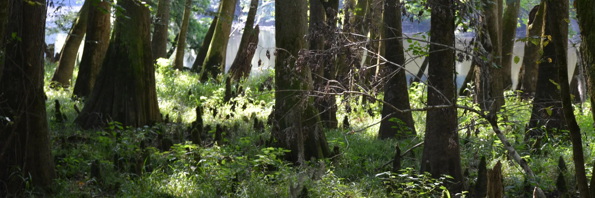 Cypress trunks and green undergrowth in the floodplain forest of Congaree National Park.