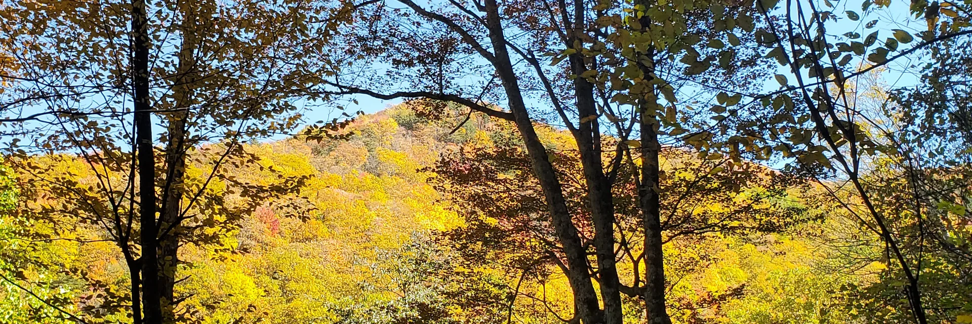 Golden autumn foliage framing a mountain in Great Smoky Mountains National Park.