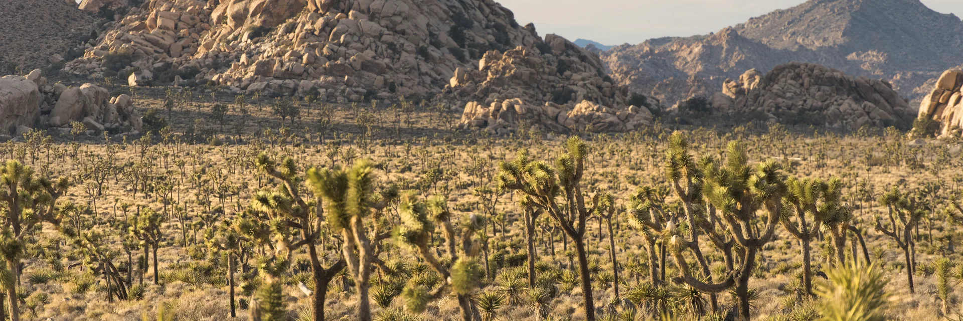 Joshua trees and rugged boulder formations in Joshua Tree National Park.