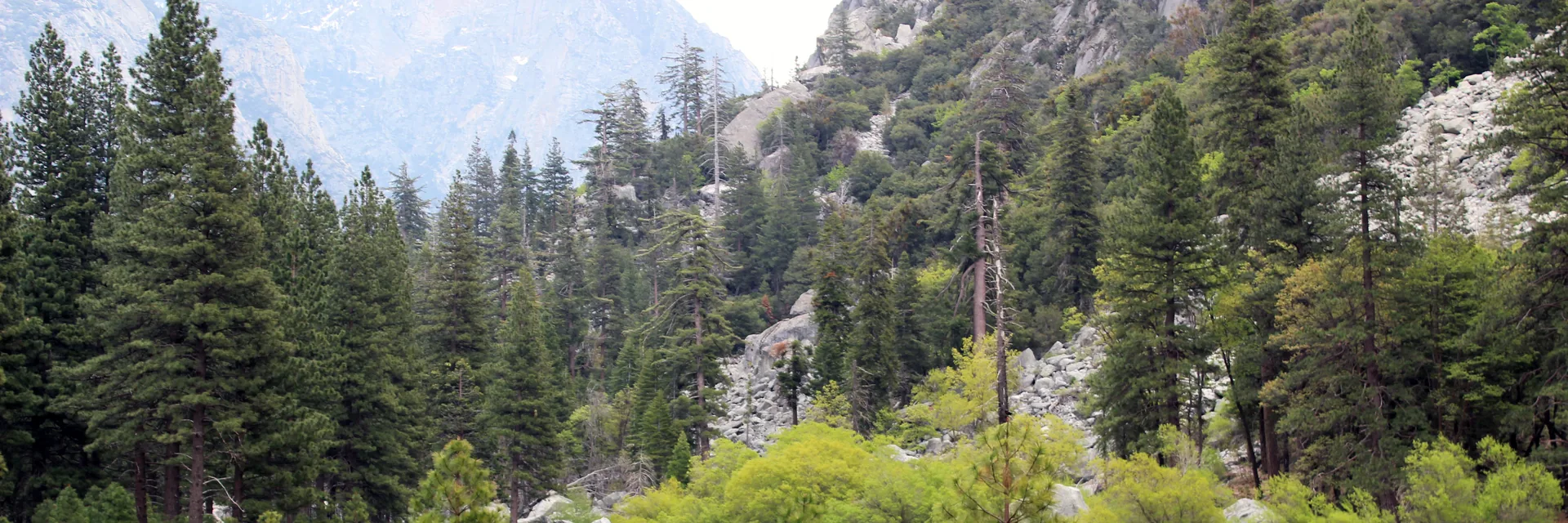Green Zumwalt Meadow, conifers, and granite cliffs in Kings Canyon National Park.