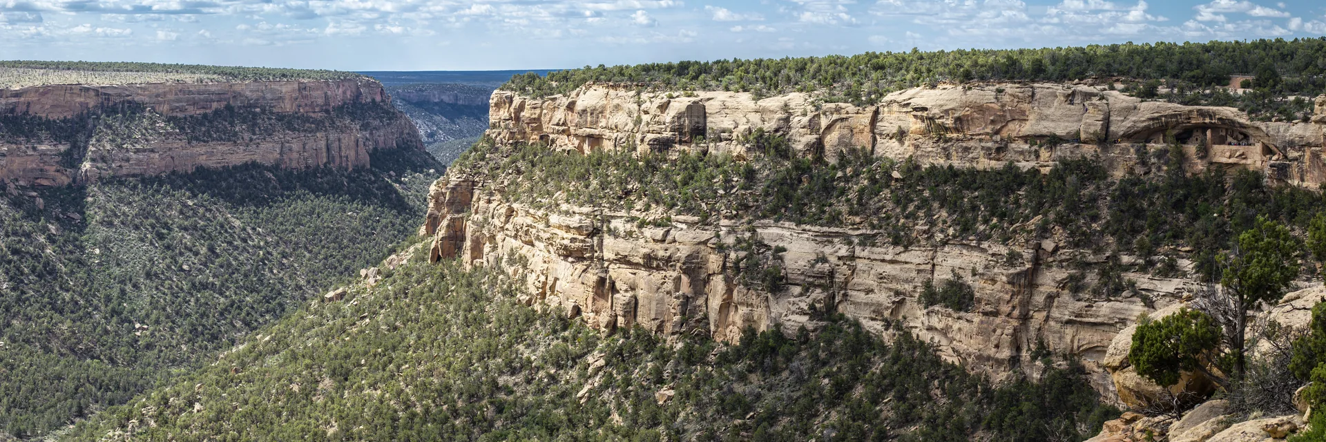 Forested canyon walls seen from the Balcony House overlook in Mesa Verde National Park.