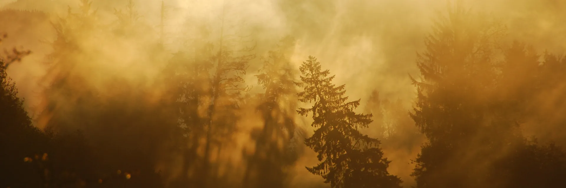 Golden morning mist among evergreen trees in the Hoh Rain Forest of Olympic National Park.