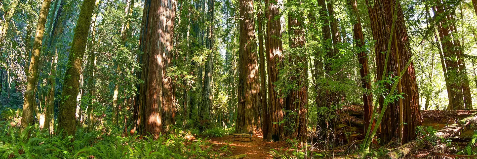 Tall redwood trunks and green ferns in Redwood National Park.