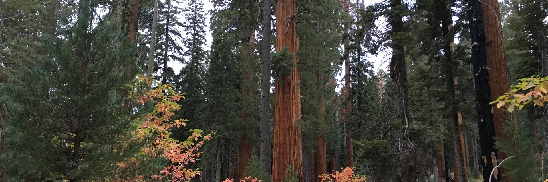 Giant sequoia trunks and autumn foliage in Sequoia National Park.