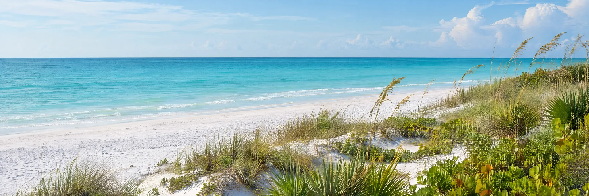 Illustration inspired by Siesta Key, FL: florida Gulf Coast bright white quartz sand and calm turquoise sea with low native dune plants.