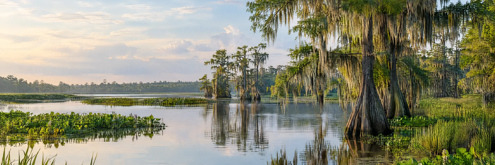 Illustration of representative natural scenery in Louisiana: cypress swamp, Spanish moss, still bayou water and lush wetland vegetation.