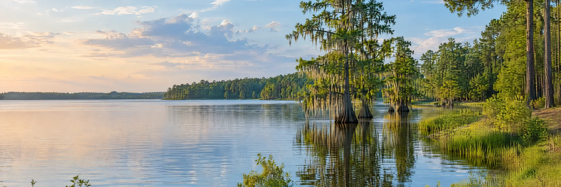 Illustration of representative natural scenery in Mississippi: quiet freshwater lake, cypress trees, pine woodland and soft green banks.