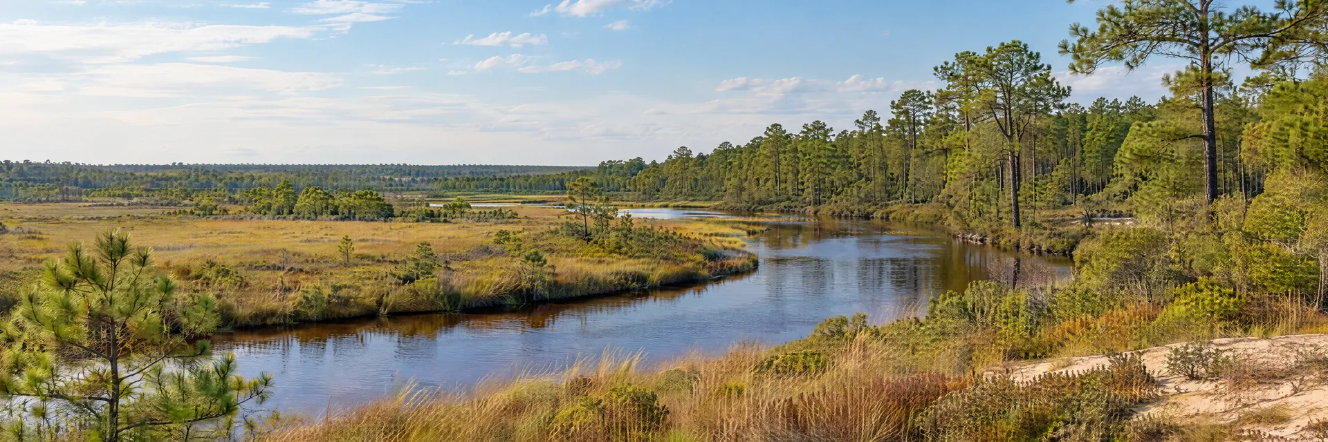 Illustration of representative natural scenery in New Jersey: pine Barrens sandy woodland, tea-colored river and open native grasses.