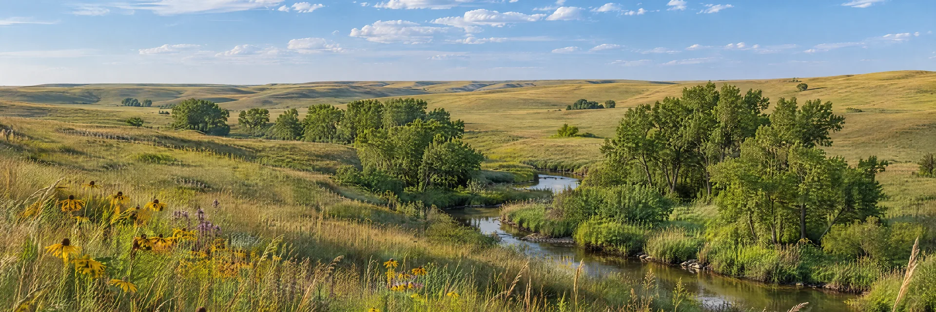 AI-generated illustration inspired by Kansas: Kansas Flint Hills-inspired tallgrass prairie, gently rolling green-gold hills, native wildflowers, scattered leafy creekside trees.