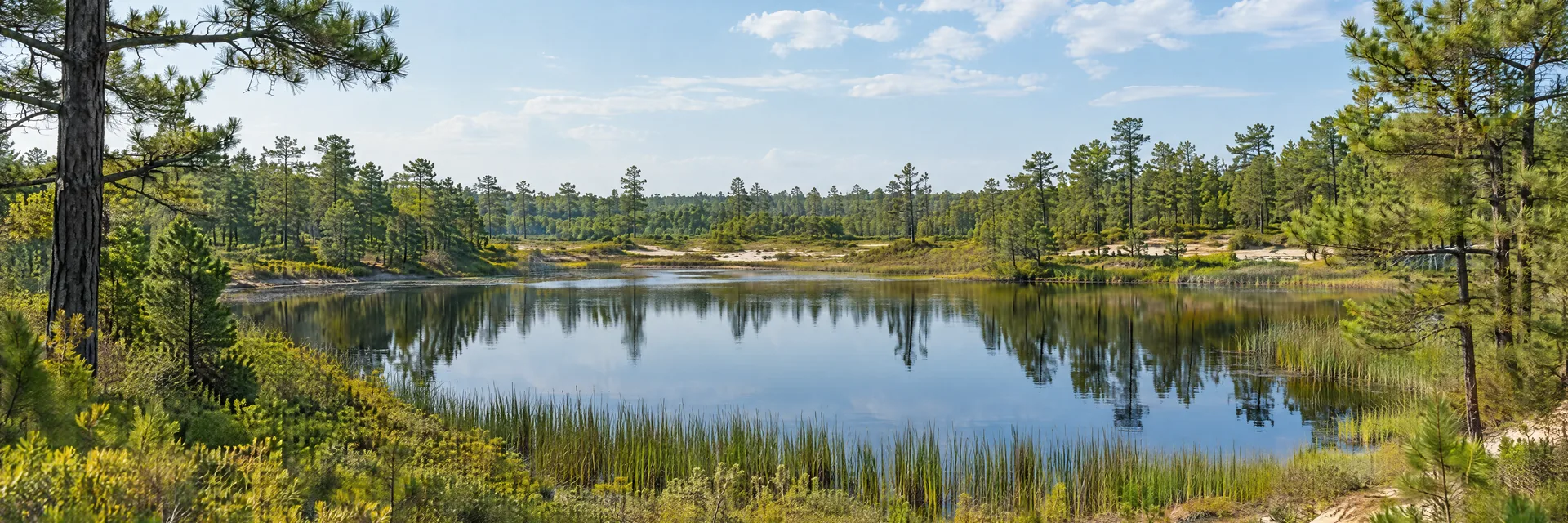 AI-generated illustration inspired by New Jersey: Pine Barrens landscape, sandy pine woodland around a still dark-water pond, reeds and low flat terrain.
